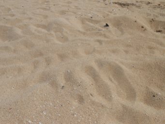 Turtle tracks.