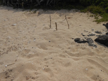 People patrol the beaches every night to protect the nesting mother turtles. When the mother has finished laying a nest, the patrols will mark the nest with three sticks so that people will know to be careful.